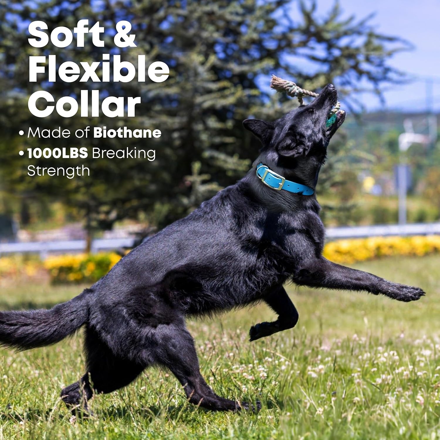 Regal Dog Light Blue Waterproof Dog Collar | Heavy-Duty Double Buckle | All-Weather Vinyl Coated - Zeta Store